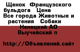 Щенок  Французского бульдога › Цена ­ 35 000 - Все города Животные и растения » Собаки   . Ненецкий АО,Выучейский п.